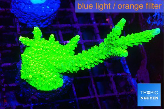 Acropora neon green 5-7 cm WYSIWYG acclimaté