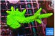 Acropora neon green 5-7 cm WYSIWYG acclimaté