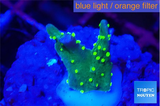 Montipora stellata yellow polyps 1-2 cm WYSIWYG acclimaté