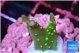 Montipora stellata yellow polyps 1-2 cm WYSIWYG acclimaté