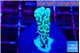 Montipora green & purple polyps 1-2 cm WYSIWYG acclimaté