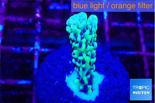 Montipora green & purple polyps 1-2 cm WYSIWYG acclimaté