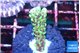Montipora green & purple polyps 1-2 cm WYSIWYG acclimaté