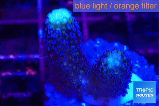 Stylophora milka 2-3 cm WYSIWYG acclimaté