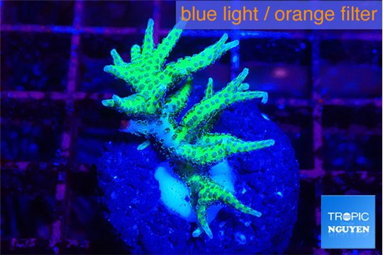 Seriatopra hystrix green gold 3-4 cm WYSIWYG acclimaté