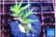 Seriatopra hystrix green gold 3-4 cm WYSIWYG acclimaté