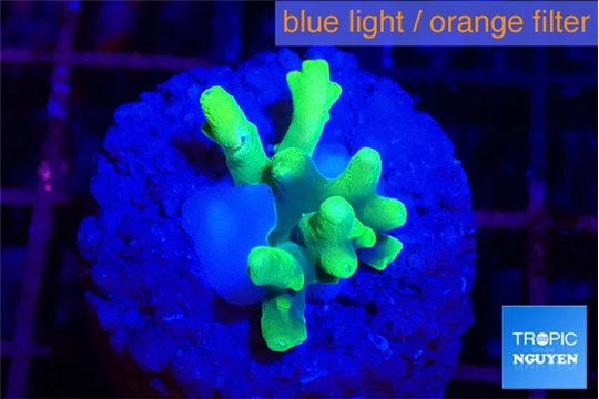 Acropora caroliniana banana 1-2 cm WYSIWYG acclimaté
