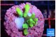 Acropora caroliniana banana 1-2 cm WYSIWYG acclimaté
