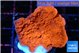 Montipora red cap 2-3 cm WYSIWYG acclimaté