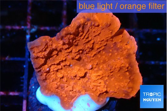 Montipora red cap 2-3 cm WYSIWYG acclimaté