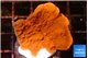 Montipora red cap 2-3 cm WYSIWYG acclimaté