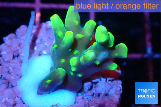 Acropora caroliniana banana 1-2 cm WYSIWYG acclimaté