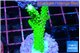 Acropora neon green 3-4 cm WYSIWYG acclimaté