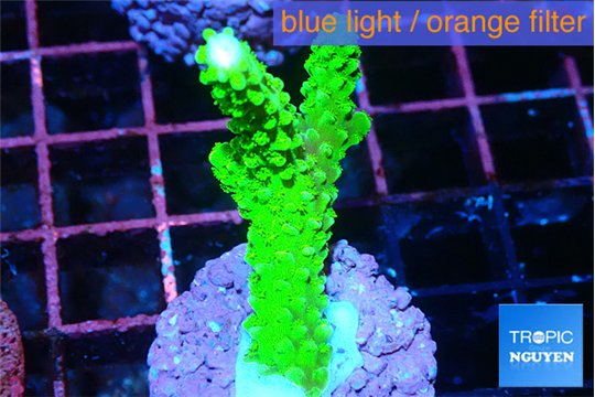 Acropora neon green 3-4 cm WYSIWYG acclimaté
