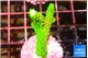 Acropora neon green 3-4 cm WYSIWYG acclimaté