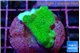 Pocillopora verrucosa toxic green 2 cm WYSIWYG acclimaté