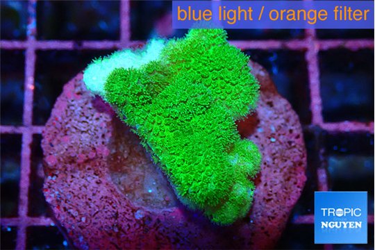Pocillopora verrucosa toxic green 2 cm WYSIWYG acclimaté