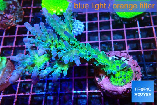 Acropora green & blue tip Fijii 5-6cm WYSIWYG acclimaté