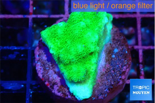 Pocillopora verrucosa toxic green 2 cm WYSIWYG acclimaté