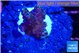 Acropora purple 1-2 cm WYSIWYG acclimaté