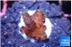 Acropora purple 1-2 cm WYSIWYG acclimaté