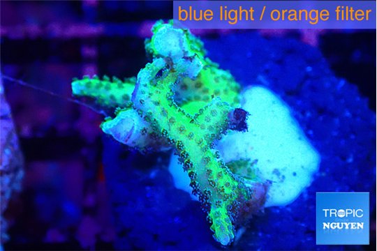 Seriatopra hystrix green gold 3-4 cm WYSIWYG acclimaté