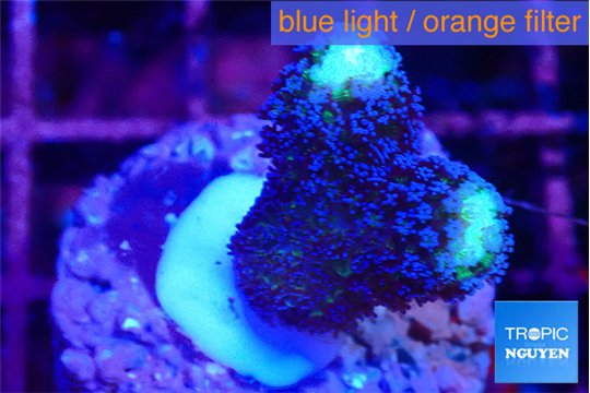 Stylophora milka 2-3 cm WYSIWYG acclimaté