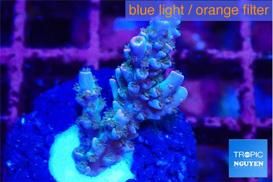 Acropora tenuis purple blue 2-3 cm WYSIWYG acclimaté