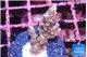Acropora tenuis purple blue 2-3 cm WYSIWYG acclimaté