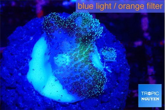 Pocillopora damicornis 1-2 cm WYSIWYG acclimaté