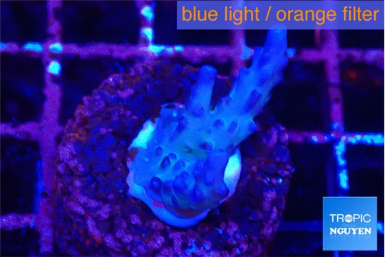 Acropora pink purple table Fijii 1-2 cm WYSIWYG acclimaté