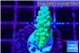 Acropora green blue Fijii 2-3 cm WYSIWYG acclimaté