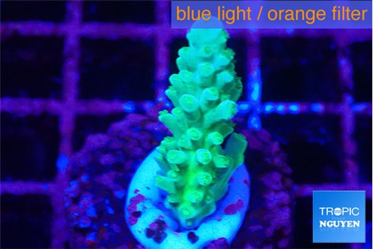 Acropora green blue Fijii 2-3 cm WYSIWYG acclimaté