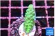Acropora green blue Fijii 2-3 cm WYSIWYG acclimaté
