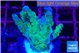 Acropora green & purple tip 2-4 cm WYSIWYG acclimaté