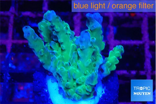 Acropora green & purple tip 2-4 cm WYSIWYG acclimaté
