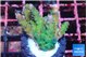 Acropora green & purple tip 2-4 cm WYSIWYG acclimaté