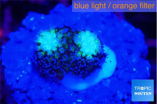 Stylophora milka 1-2 cm WYSIWYG acclimaté