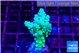 Acropora green blue Fijii 2-3 cm WYSIWYG acclimaté