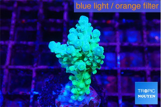 Acropora green blue Fijii 2-3 cm WYSIWYG acclimaté