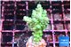 Acropora green blue Fijii 2-3 cm WYSIWYG acclimaté
