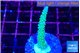 Acropora green & purple tip 3-4 cm WYSIWYG acclimaté