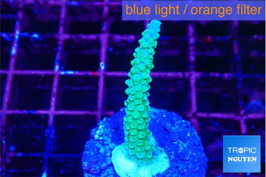 Acropora green & purple tip 3-4 cm WYSIWYG acclimaté