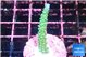 Acropora green & purple tip 3-4 cm WYSIWYG acclimaté