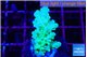 Acropora green blue Fijii 2-3 cm WYSIWYG acclimaté