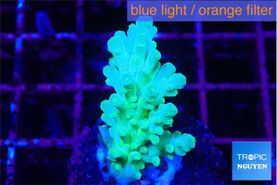 Acropora green blue Fijii 2-3 cm WYSIWYG acclimaté