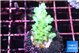 Acropora green blue Fijii 2-3 cm WYSIWYG acclimaté
