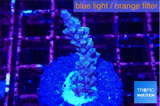 Acropora tenuis purple blue 2-3 cm WYSIWYG acclimaté