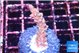 Acropora tenuis purple blue 2-3 cm WYSIWYG acclimaté