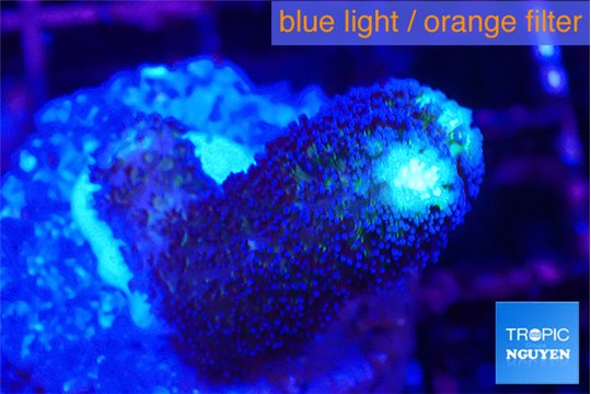 Stylophora milka 1-2 cm WYSIWYG acclimaté